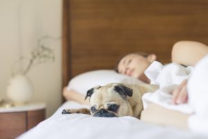 Learn how your dog or cat is affecting your sleep quality.